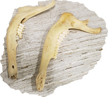 Deer Jaw Section