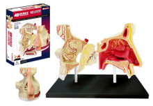 4D VISION HUMAN NOSE AND OLFACTORY ANATOMY MODEL