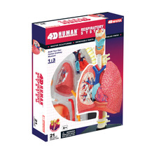 4D VISION HUMAN RESTIRATORY SYSTEM ANATOMY MODEL