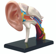 4D VISION HUMAN EAR ANATOMY MODEL