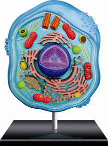 4D VISION Animal Cell