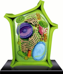 4D VISION Plant Cell