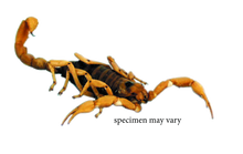 Scorpion economy 