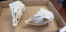 Skull - Sheep