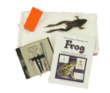 Frog-In-A-Box Kit