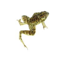 3.5" - 4" Double Leopard Frog