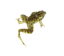 3.5" - 4" Triple Leopard Frog Pail