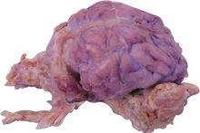 OUT OF STOCK Pig Brain