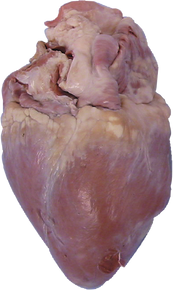 Pig Heart