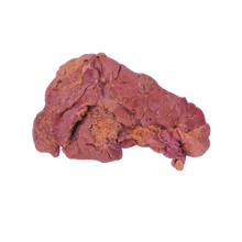 Pig Pancreas