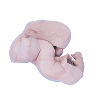 Pig Uterus with 1" - 3" embryos
