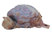 Sheep Brain - In Dura