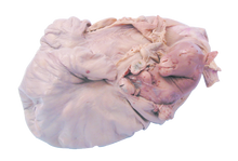 Sheep Uterus - Pregnant