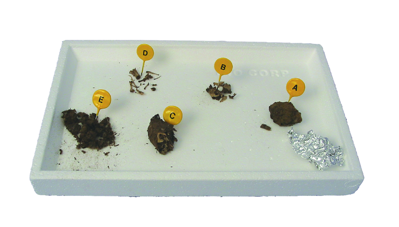 High Quality Sterile Owl Pellets for Sale