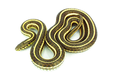 Live Garter Snake