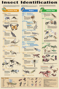 Display Chart - Insect Identification