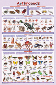 Display Chart - Arthropods