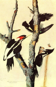 IVORY-BILLED WOODPECKER by John James Audubon