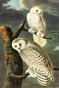 SNOWY OWL by John James Audubon