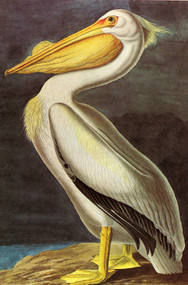 WHITE PELICAN by John James Audubon
