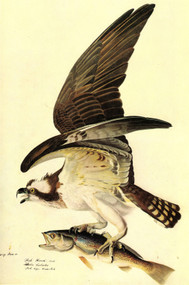 OSPREY by John James Audubon