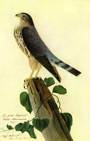 PIGEON HAWK by John James Audubon