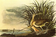 LONG-BILLED CURLEW by John James Audubon
