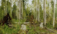Pine forest (a study) 1890s by Ivan Shishkin Framed Print on Canvas