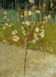 Almond tree in blossom 1888 by Vincent van Gogh Framed Print on Canvas