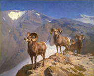 The Mountaineers -- Big Horn Sheep on Wilcox Pass 1912 by Carl Rungius Framed Print on Canvas
