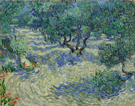 Olive Orchard / Olive Grove 1889 by Vincent van Gogh Framed Print on Canvas