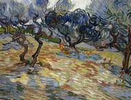 Olive Trees 1889 by Vincent van Gogh Framed Print on Canvas