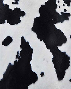 3022-cow-102.jpg 3022-cow-102.jpg