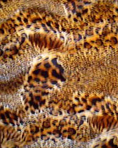 3043-animal-fur-tiger-103.jpg 3043-animal-fur-tiger-103.jpg