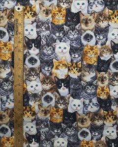 5192-packed-of-cats.jpg