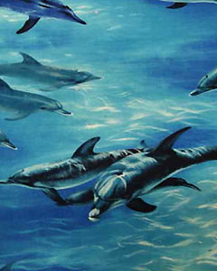 5203-dolphins-104.jpg