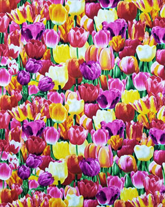 5758-packed-tulips.jpg