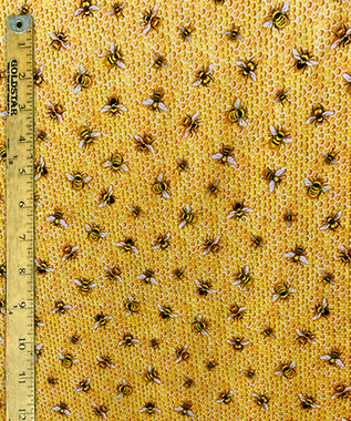 5170 HONEY BEES