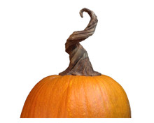 Flexible Vine Stem