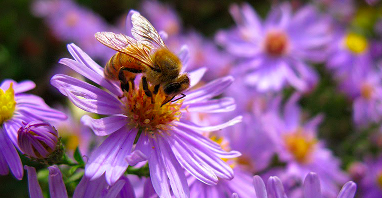 Save The Bees - Honey Bee Non Profit - Operation Honey Bee