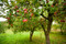 Back Yard Garden Fruit Trees