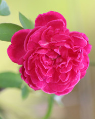Damask Rose Incense - 1/2 lb