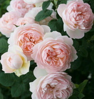 English Rose Incense - 1/2 lb