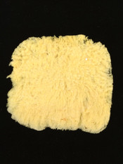 Antimension Sponge