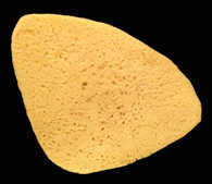 Antimens Sponge #1
