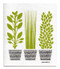 Jangneus Swedish dishcloth, Herbs Green, 100% biodegradable