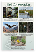Bird Conservation Endangered Species Educational 12x18 US Made Poster