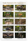 Exotic Mammals of the Southeast US Educational 12x18 US Made Poster