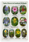 Native Flowers in Southern Wetlands Educational 12x18 US Made Poster