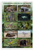Endangered Species in the South Educational Wildlife 12x18 US Made Poster